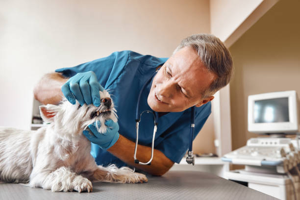 Best Emergency Dentist for Knocked-Out Tooth in Crete, IL
